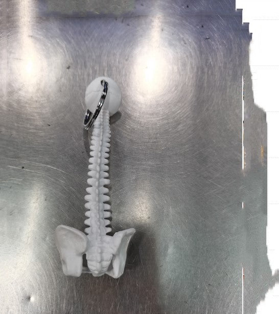 Human Spine Keychain Skeleton Model