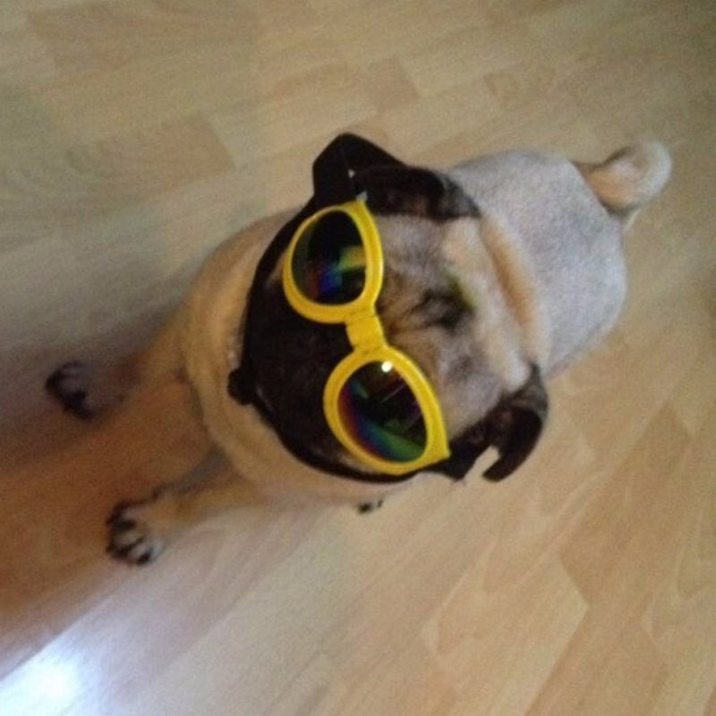 Dog Sunglasses Foldable Medium Size Waterproof Goggles UV Protection Glasses For Pets - EL CHEG