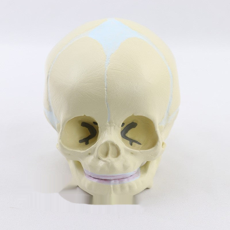 Medical Detachable 15 Parts 12 Human Head Skull.