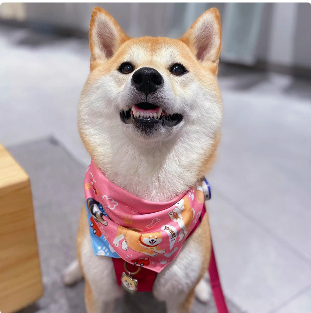 Shiba Inu Color Matching Triangular Binder Can Be Worn On Both Sides