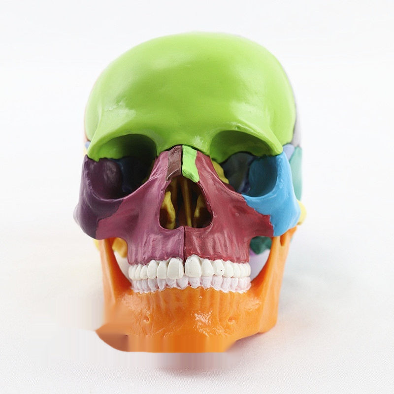 Medical Detachable 15 Parts 12 Human Head Skull.