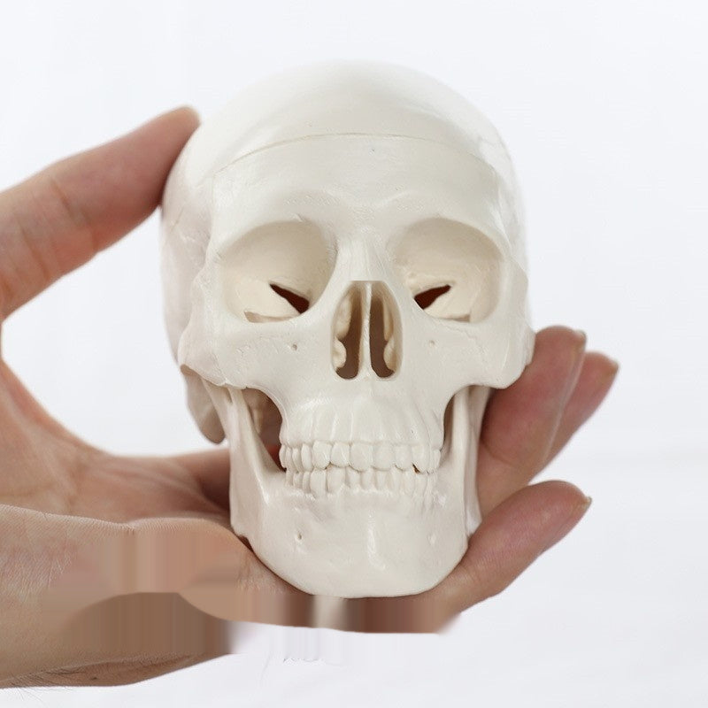 Medical Detachable 15 Parts 12 Human Head Skull.