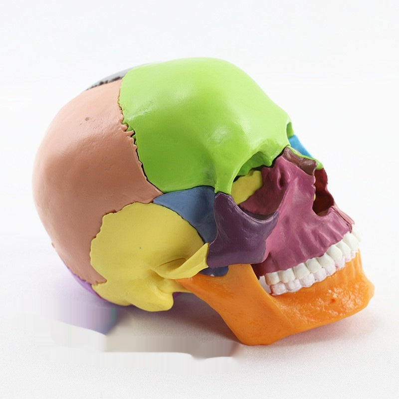 Medical Detachable 15 Parts 12 Human Head Skull.