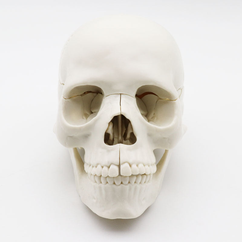 Medical Detachable 15 Parts 12 Human Head Skull.