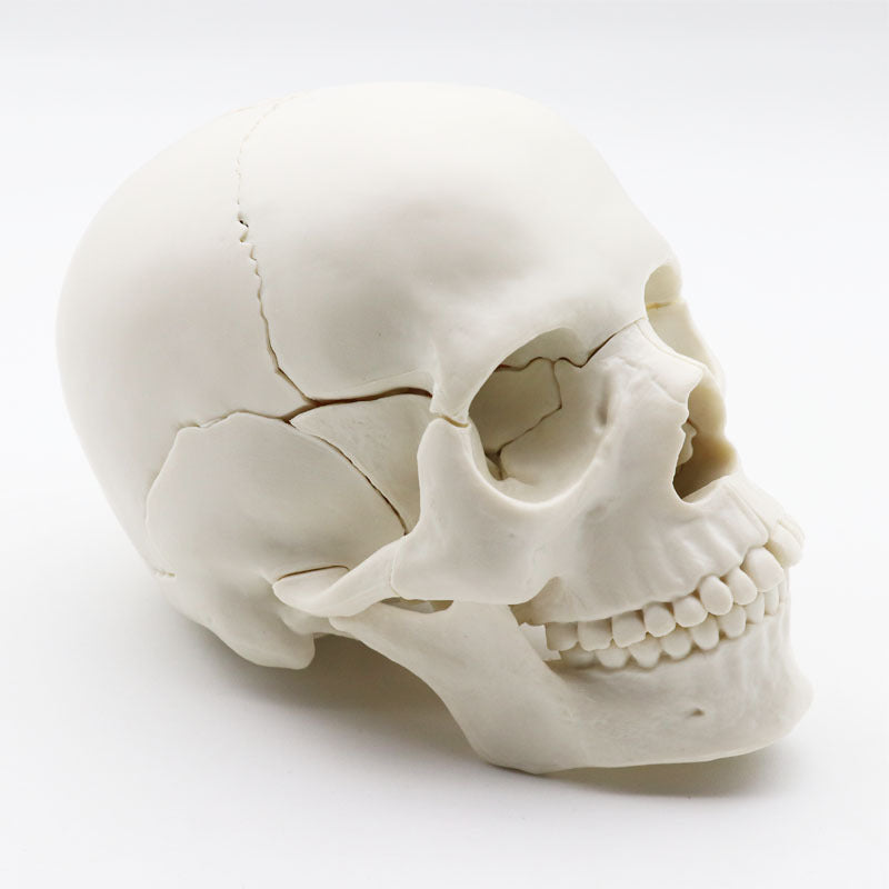 Medical Detachable 15 Parts 12 Human Head Skull.