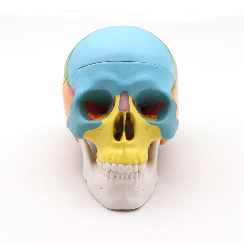 Medical Detachable 15 Parts 12 Human Head Skull.