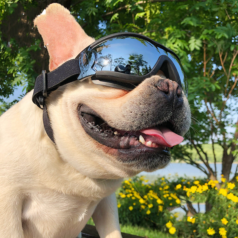 Pet Sunglasses Dog Windproof Glasses Accessories Goggles - EL CHEG