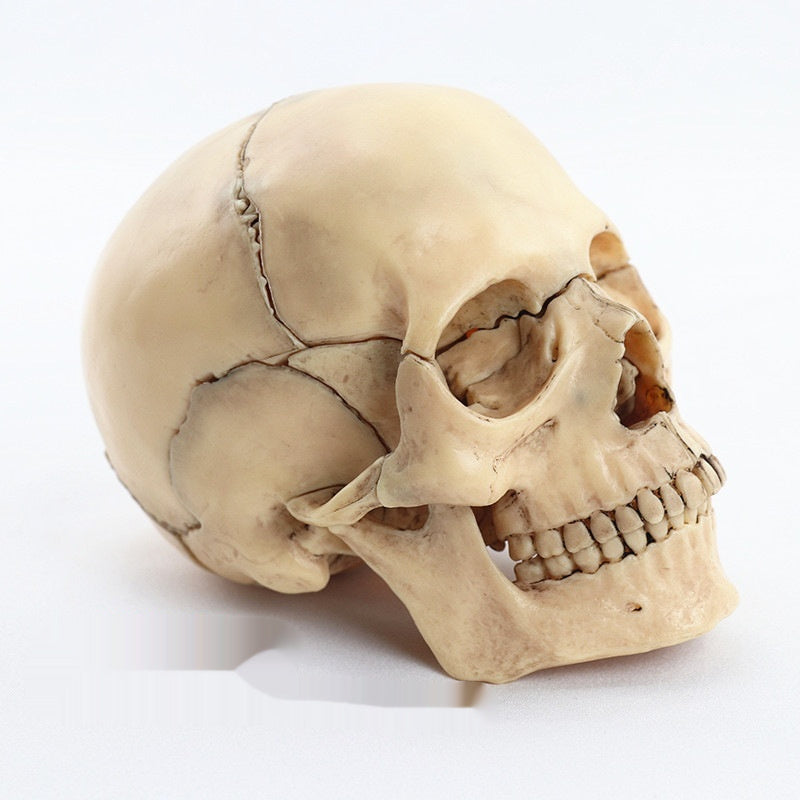 Medical Detachable 15 Parts 12 Human Head Skull.
