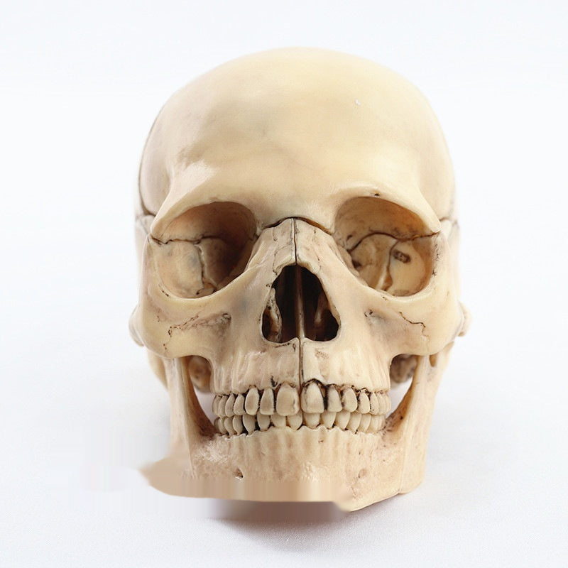 Medical Detachable 15 Parts 12 Human Head Skull.